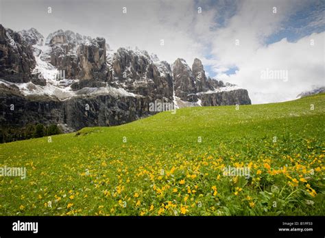 Wild Flowers Growing In The Dolomite Mountains Of Italy Many Alpine
