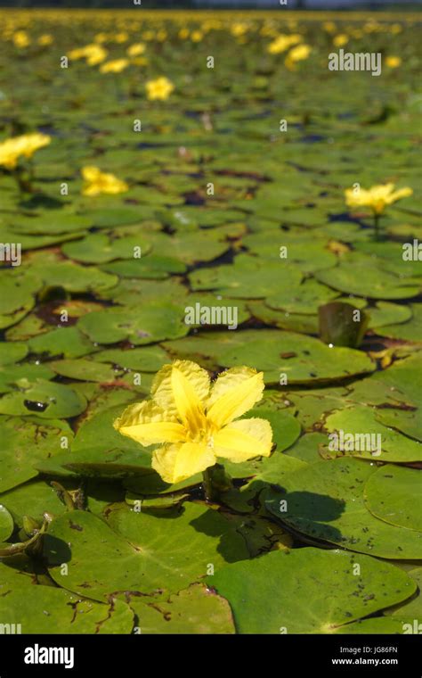 Fringed Water Lily Cover The Water Surface In Crna Mlaka Stock Photo