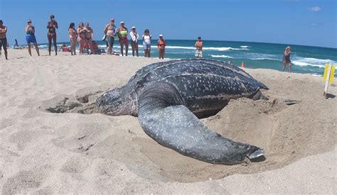 Huge Leatherback Turtle Spotted Nesting On South Florida Beach Wsvn