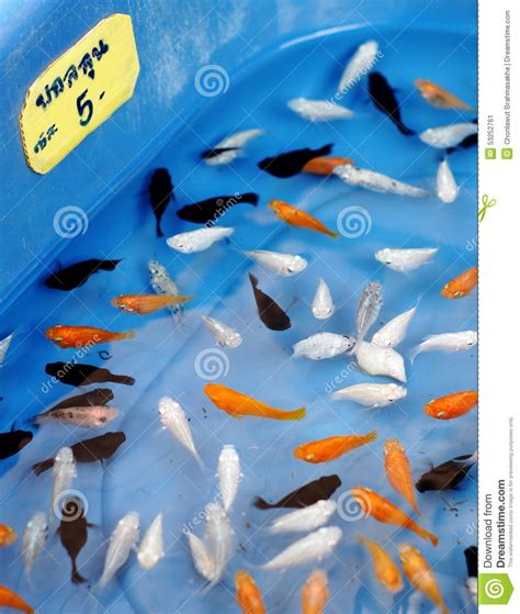 We have everything you need from your dog to. Small fish aquarium stock image. Image of business ...