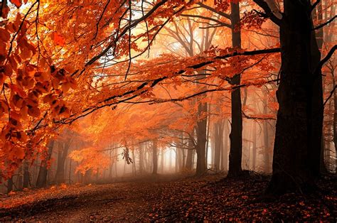 Fall Path Mist Leaves Forest Orange Trees Nature Landscape Wallpapers Hd Desktop And