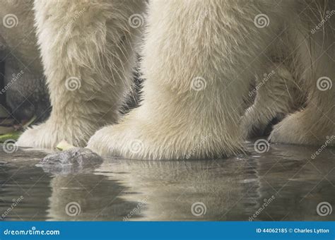 Polar Bear Feet Stock Image Image Of Animals Carnivore 44062185
