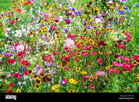 A Wildflower Meadow Area In An English Country Garden Stock Photo Alamy
