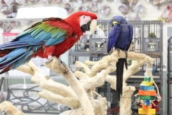 Check out the merch here. Todd Marcus Birds Exotic - See-Inside Exotic Pet Store ...