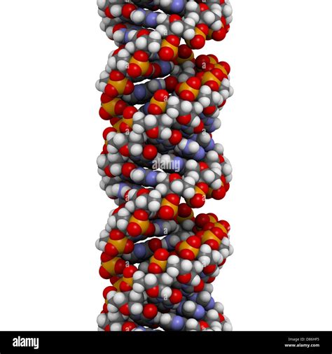 Dna A Dna Conformation Structure Dna Is The Main Carrier Of Genetic