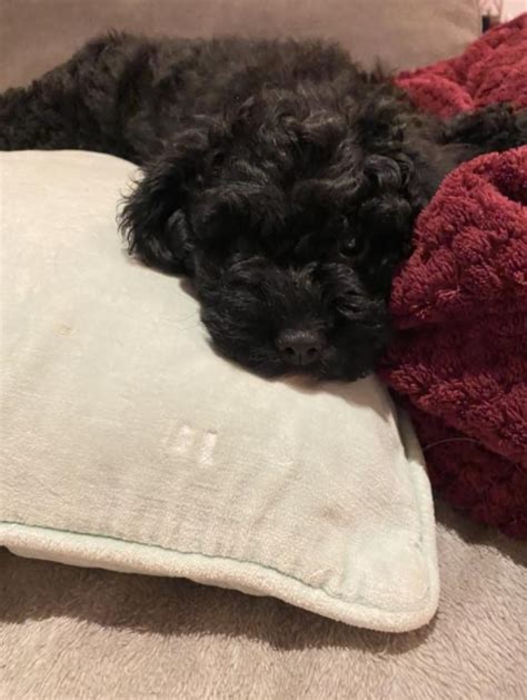 Toy Poodle Pure Bred Female