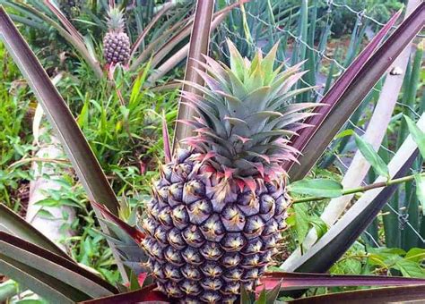 Growing Pineapples In Florida