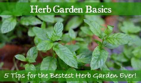 Herb Garden Basics 5 Tips For The Bestest Herb Garden Ever Redeem