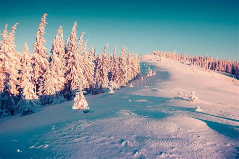 Sunny Morning Scene In The Winter Mountain Stock Photo Image Of