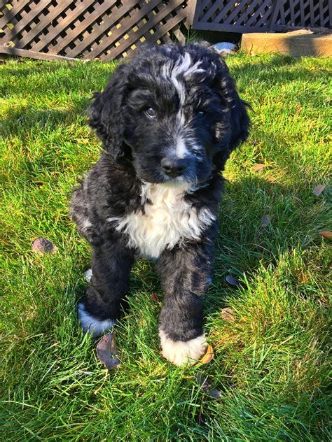 Bernedoodle Puppy Bernedoodle Puppy Puppies Cute Puppies