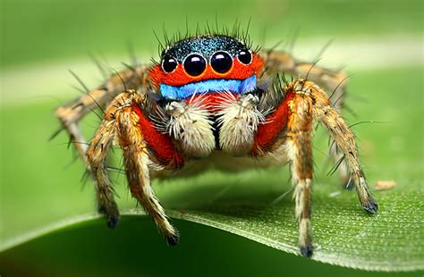 How Do Jumping Spiders Jump