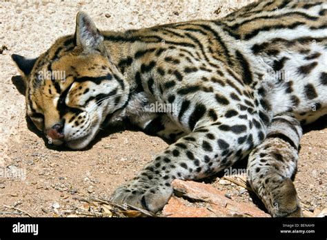 Ocelot Leopardus Pardalis Felis Pardalis Wild Cat Native To South