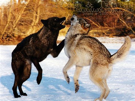 1920x1080px 1080p Free Download Wolves Fighting Black Wolves Snow
