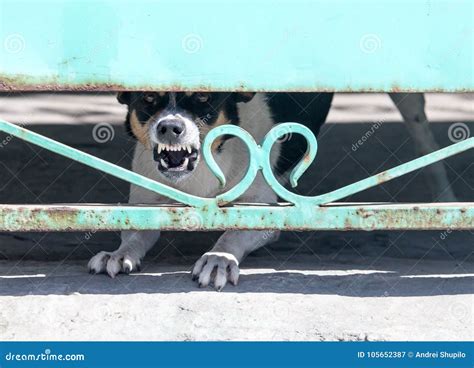 Angry Dog Behind A Fence Stock Image Image Of Protection 105652387