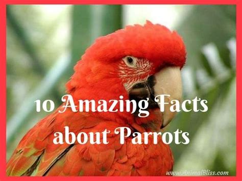10 Amazing Facts About Parrots You Did Not Know Parrot Facts African