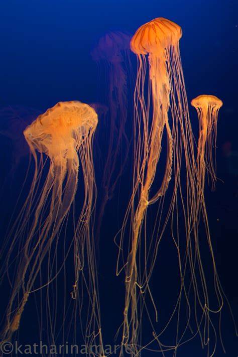 Glowing Jellyfish Pentax User Photo Gallery