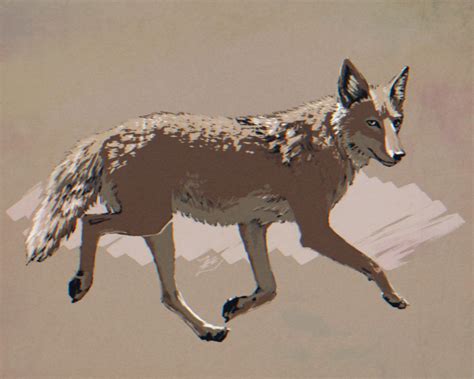 Coyote Study On Tumblr