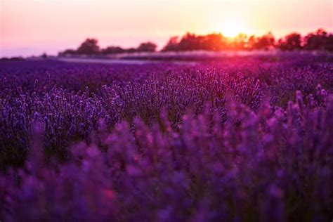 Premium Photo Colorful Sunset At Lavender Field In Summer Purple