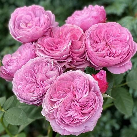Lavender Ice Современные садовые розы Roses Name