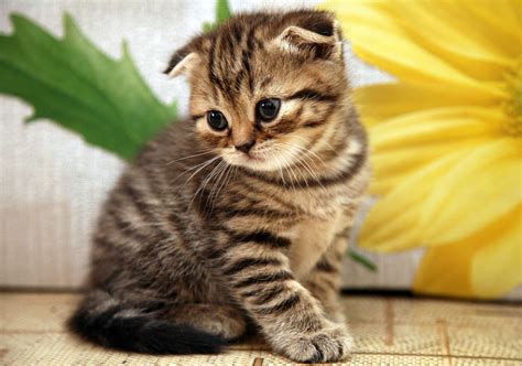 The Scottish Fold Cat Cat Breeds Encyclopedia