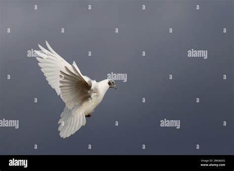 White Dove Flies On A Gloomy Sky Stock Photo Alamy