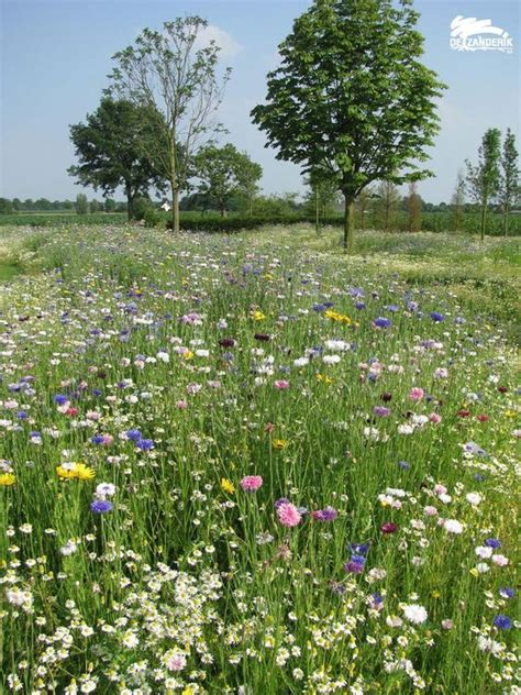 English Meadow Countryside Garden With Wildflowers Meadow Garden