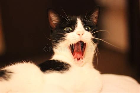 2321 Screaming Cat Stock Photos Free And Royalty Free Stock Photos