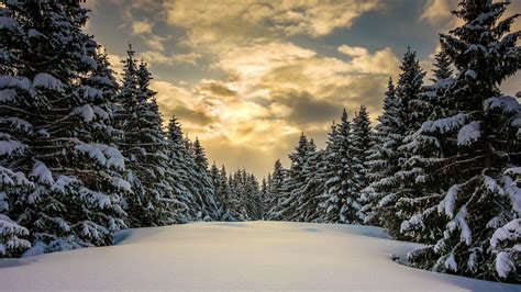 Cloudy Winter Forest Hd Wallpaper Background Image