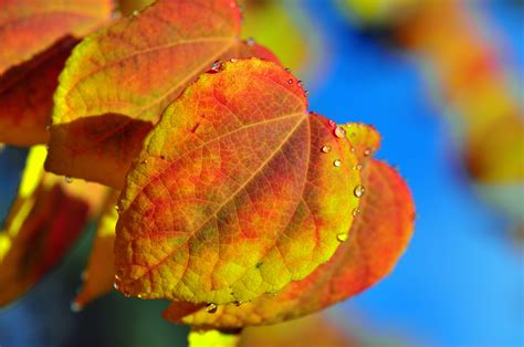 Autumn Closeup Foliage Drops Hd Wallpaper Rare Gallery