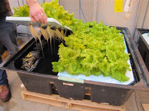 How To Make A Hydroponic Lettuce Garden How To Set Up A Hydroponic Garden In Your Home Apr