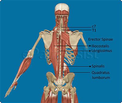 With a proper routine, however, you can strengthen your core and gluteal muscles and reduce your injury risk. Muscle Anatomy In Lower Back - Human Anatomy