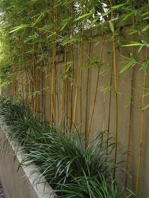 Backyard bamboo garden ideas albums gallery. 61 Ideen für Bambus im Garten - Als Sichtschutz oder Deko