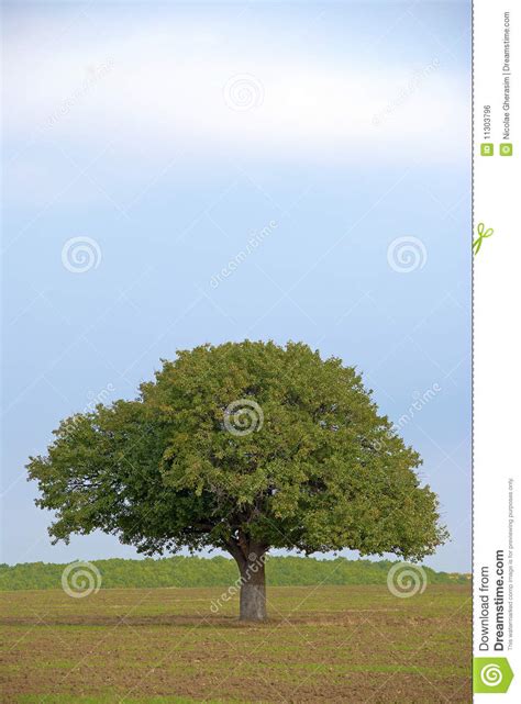 Single Tree In Countryside Stock Photo Image Of Peaceful 11303796