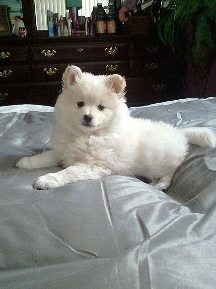 Most pet shop puppies come from puppy. Pomeranian-American Eskimo mix pup. Just like The Proposal ...