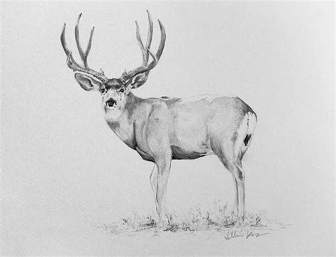 Commissions Deer Drawing Pencil Drawings Of Animals Hunting Drawings