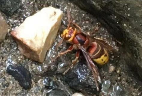 Fresh Fears Of Asian Hornet Invasion As More Pests Are Spotted In Uk Here S Where You Can Spot