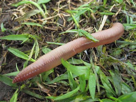 6 Amazing Facts About Earthworms Always Learning