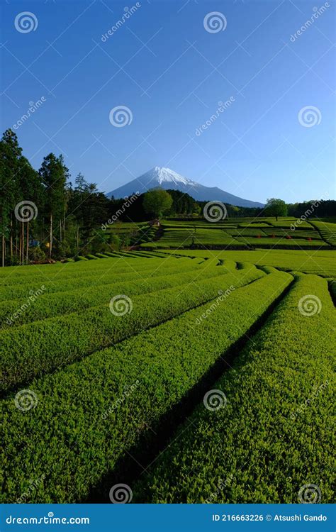 Green Tea Field And Mt Fuji From Obuchi Sasaba In Fuji City Japan