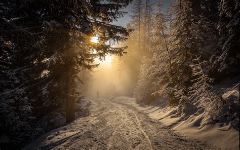 Baggrunde Sollys Træer Landskab Skov Natur Himmel Sne Vinter