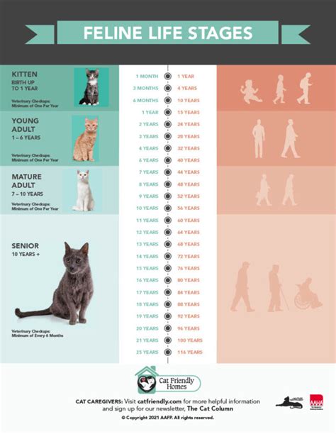 Cat Life Stages What To Expect As Your Kitty Enters Each Phase Pet