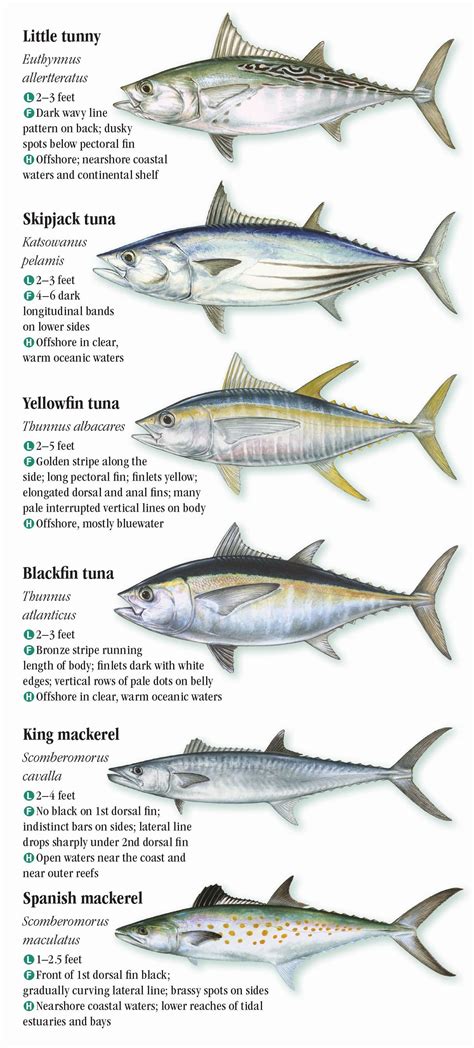 Saltwater Fishes Of Florida Southern Atlantic Coast And The Florida Keys