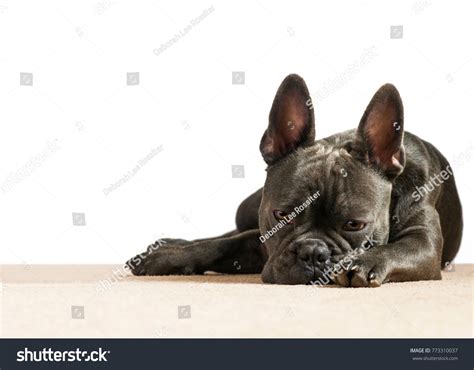 Blue French Bulldog Depressed Sad Eyes Stock Photo 773310037 Shutterstock