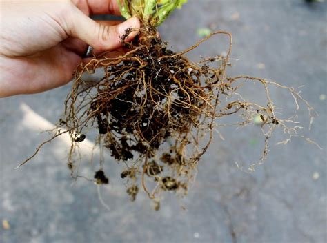 Roots Of Geraniums Geraniums How To Dry Basil Tomato Garden