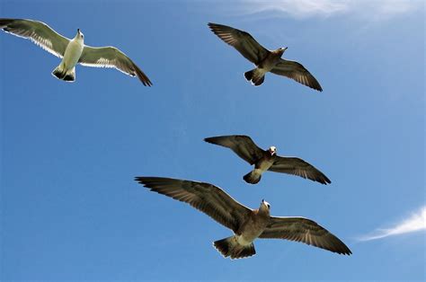 Seagulls Flying Sky Free Photo On Pixabay
