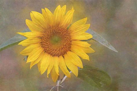 Sunflower Dream Photograph By Angie Vogel Fine Art America