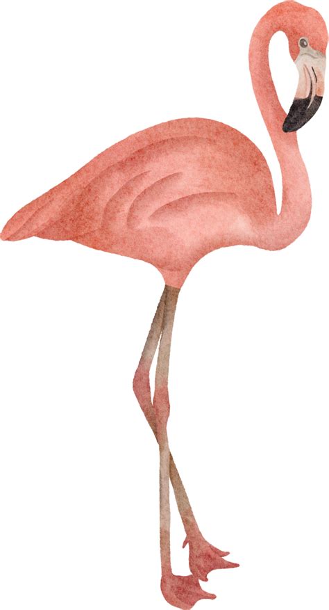 Watercolor Flamingo Clip Art 16529927 Png