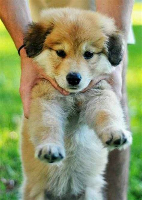This can give you a good idea of what size to expect as. Golden Retriever/Husky Mix | puppy fever | Pinterest