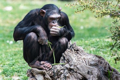 Ape Chimpanzee Monkey While Resting — Stock Photo © Izanbar 106484166