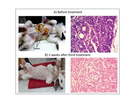 How Common Are Mammary Tumors In Dogs