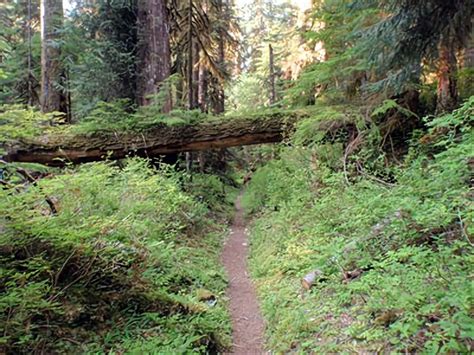 North Fork Skokomish Camp —